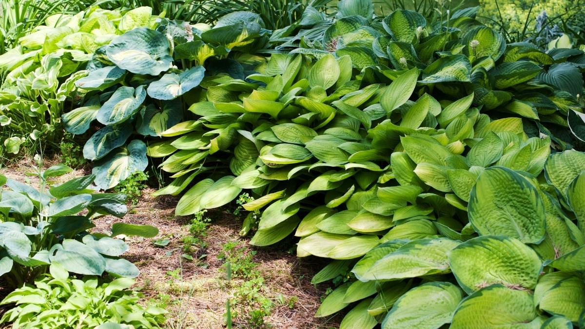 Are Hostas Edible? Can You Eat This Common Garden Plant - The World of ...